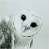Картина Owl, Полипропилен, Стекло, Серый