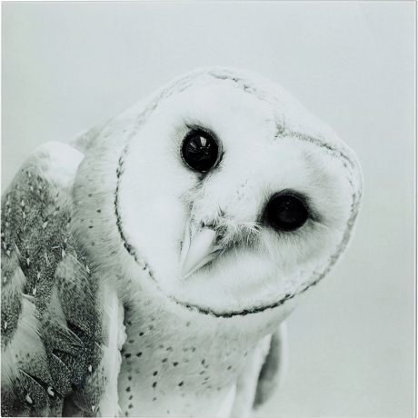 Картина Owl, Полипропилен, Стекло, Серый