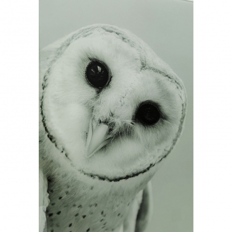 Картина Owl, Полипропилен, Стекло, Серый