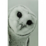 Картина Owl, Полипропилен, Стекло, Серый