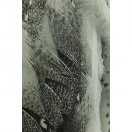 Картина Owl, Полипропилен, Стекло, Серый