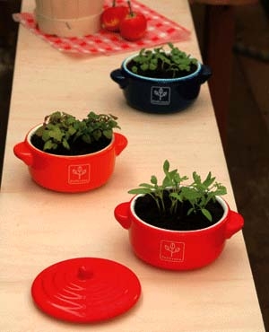 Набор для выращивания мяты и базилика Petit-coco Кастрюлька синяя