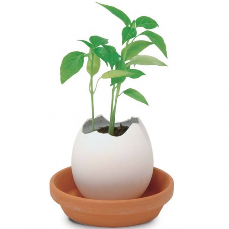 Набор для выращивания Eggling кайенский перец