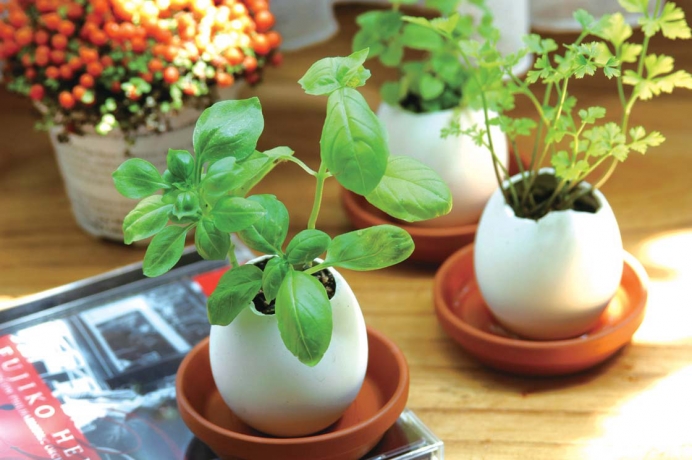 Набор для выращивания Eggling кайенский перец