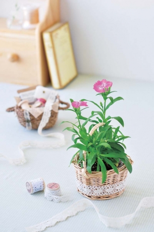 Набор для выращивания турецкой гвоздики