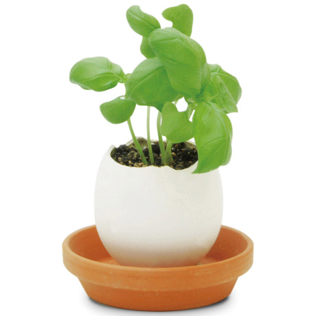 Набор для выращивания Eggling базилик