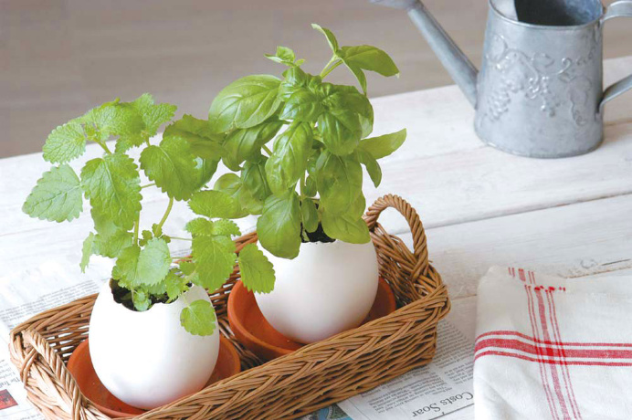 Набор для выращивания Eggling базилик