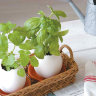 Набор для выращивания Eggling базилик