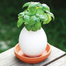 Набор для выращивания Eggling базилик