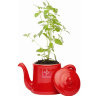 Набор для выращивания мяты и петрушки Petit-coco Чайничек красный