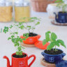 Набор для выращивания мяты и петрушки Petit-coco Чайничек красный