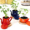 Набор для выращивания мяты и петрушки Petit-coco Чайничек красный