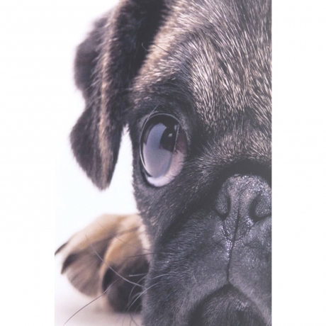 Картина в рамке Mops, коллекция "Мопсы" 65*65*3, Бумага, Стекло, Полирезин, Мультиколор