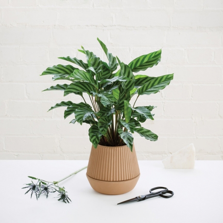 Горшок Pleated Umbra Shift, 17 см. глина