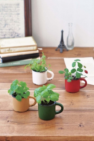 Набор для выращивания лесной земляники Le Couleur