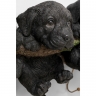Вешалка настенная Puppies, коллекция "Щенки" 29*21*12, Полирезин, Черный