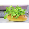 Набор для выращивания салата Green Bread багет