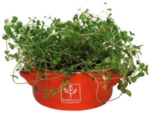 Набор для выращивания мяты и мелиссы Petit-coco Кастрюлька оранжевая