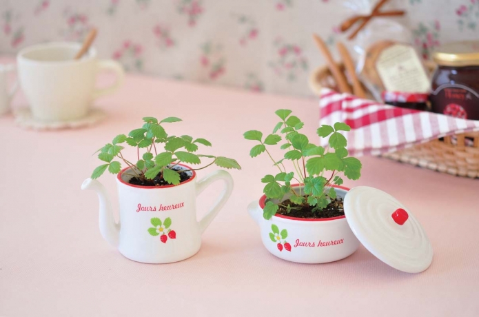 Набор подарочный для выращивания Petit-coco Сервиз