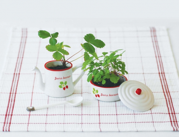 Набор подарочный для выращивания Petit-coco Сервиз