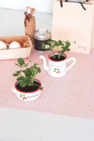 Набор подарочный для выращивания Petit-coco Сервиз