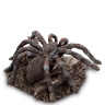 WS-780 Статуэтка "Паук Тарантул"