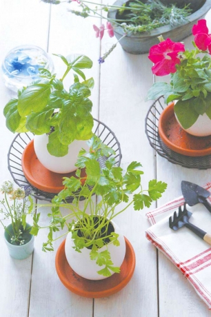 Набор для выращивания Eggling итальянская петрушка